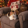 armchair, blanket, cat, christmas_lights, cozy, decor, feline, festive, fur, green, holiday, home, indoor, pattern, pets, pillow, plush, red, relaxing, snowman