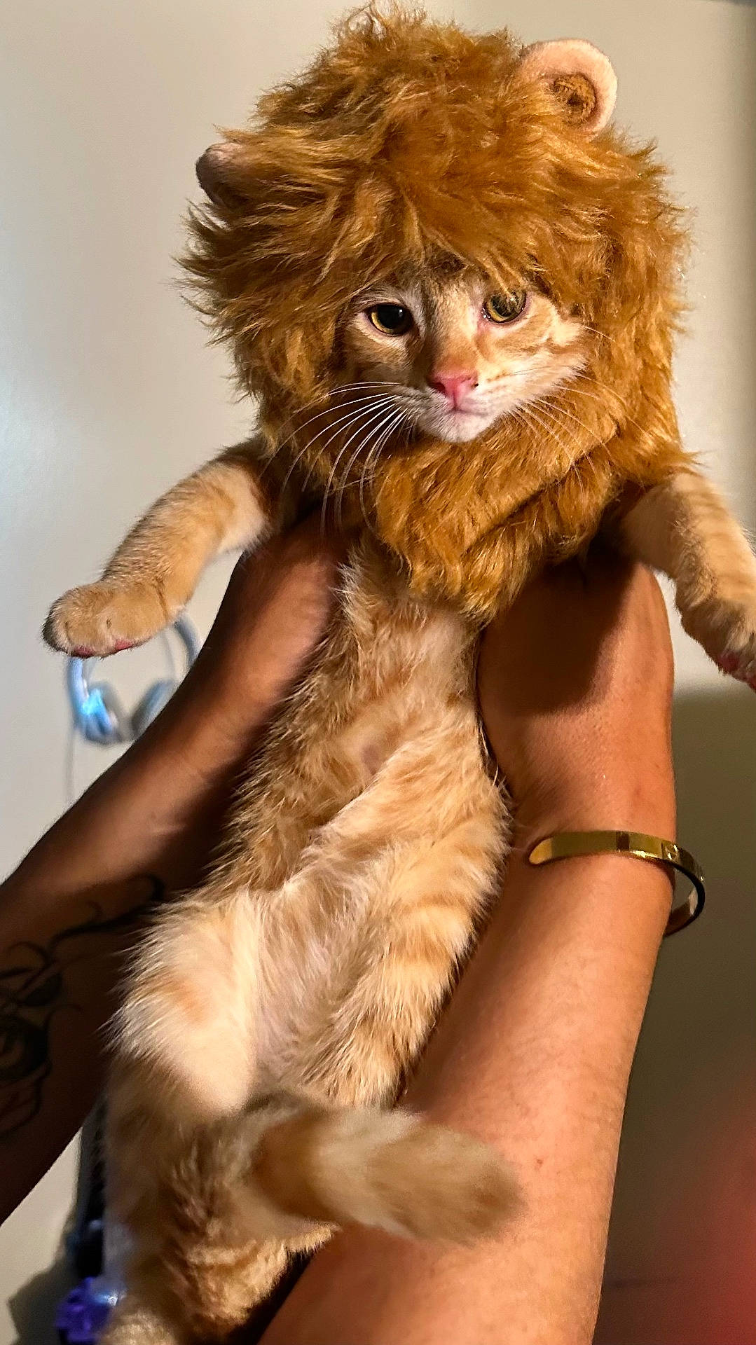 Lulo joined the competition — help win amazing prizes! abyssinian, accessories, animal, bodypart, bracelet, cat, couch, finger, furniture, hand, hardwood, jewelry, kitten, lion, manx, person, pet, skin, toy, wood