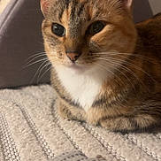 Oscott a rejoint le concours — aidez-le/la à gagner de superbes lots ! animal, blanket, cat, close_up, cozy, cute, domestic, ears, eyes, feline, fur, indoor, knitted_item, pet, resting, soft, tabby, tent, texture, whiskers