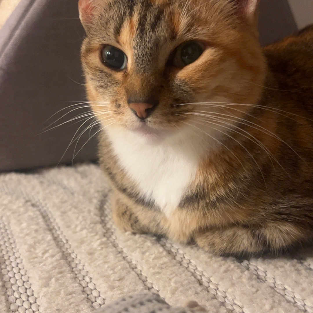 Oscott a rejoint le concours — aidez-le/la à gagner de superbes lots ! animal, blanket, cat, close_up, cozy, cute, domestic, ears, eyes, feline, fur, indoor, knitted_item, pet, resting, soft, tabby, tent, texture, whiskers