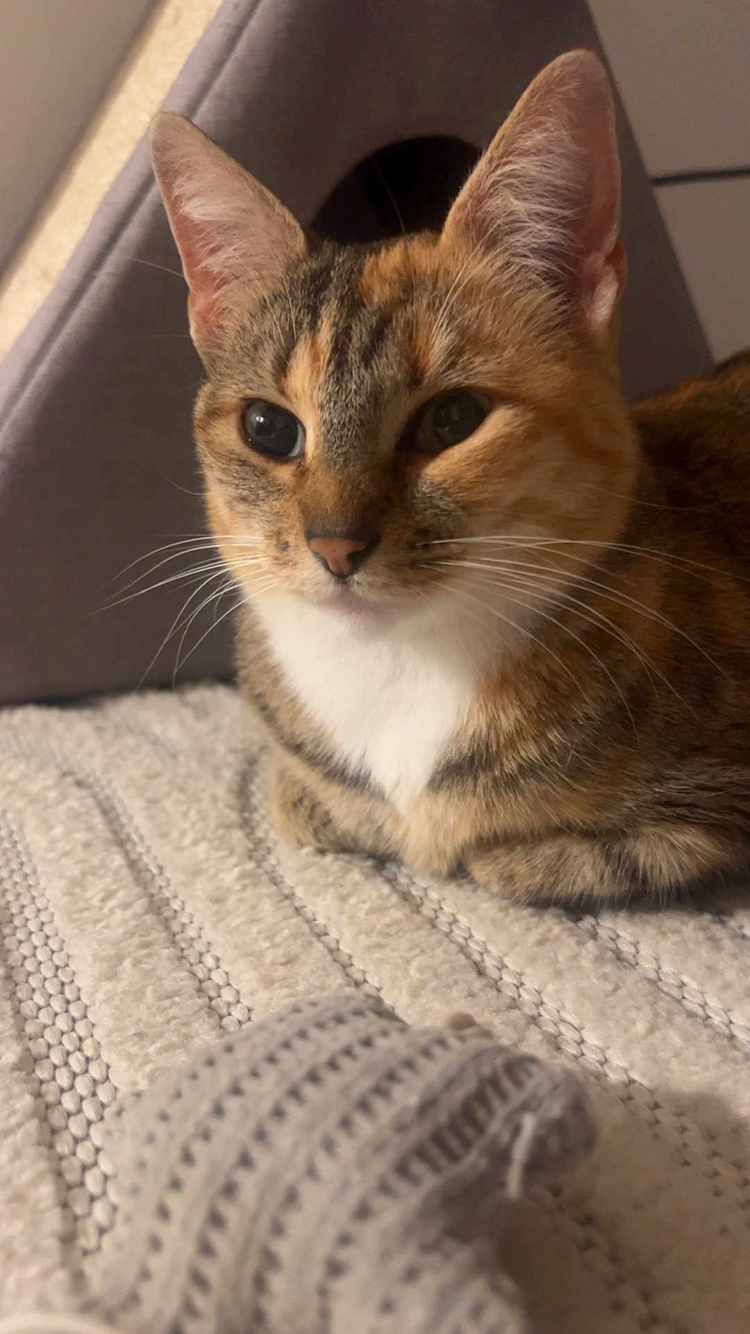 Oscott a rejoint le concours — aidez-le/la à gagner de superbes lots ! animal, blanket, cat, close_up, cozy, cute, domestic, ears, eyes, feline, fur, indoor, knitted_item, pet, resting, soft, tabby, tent, texture, whiskers