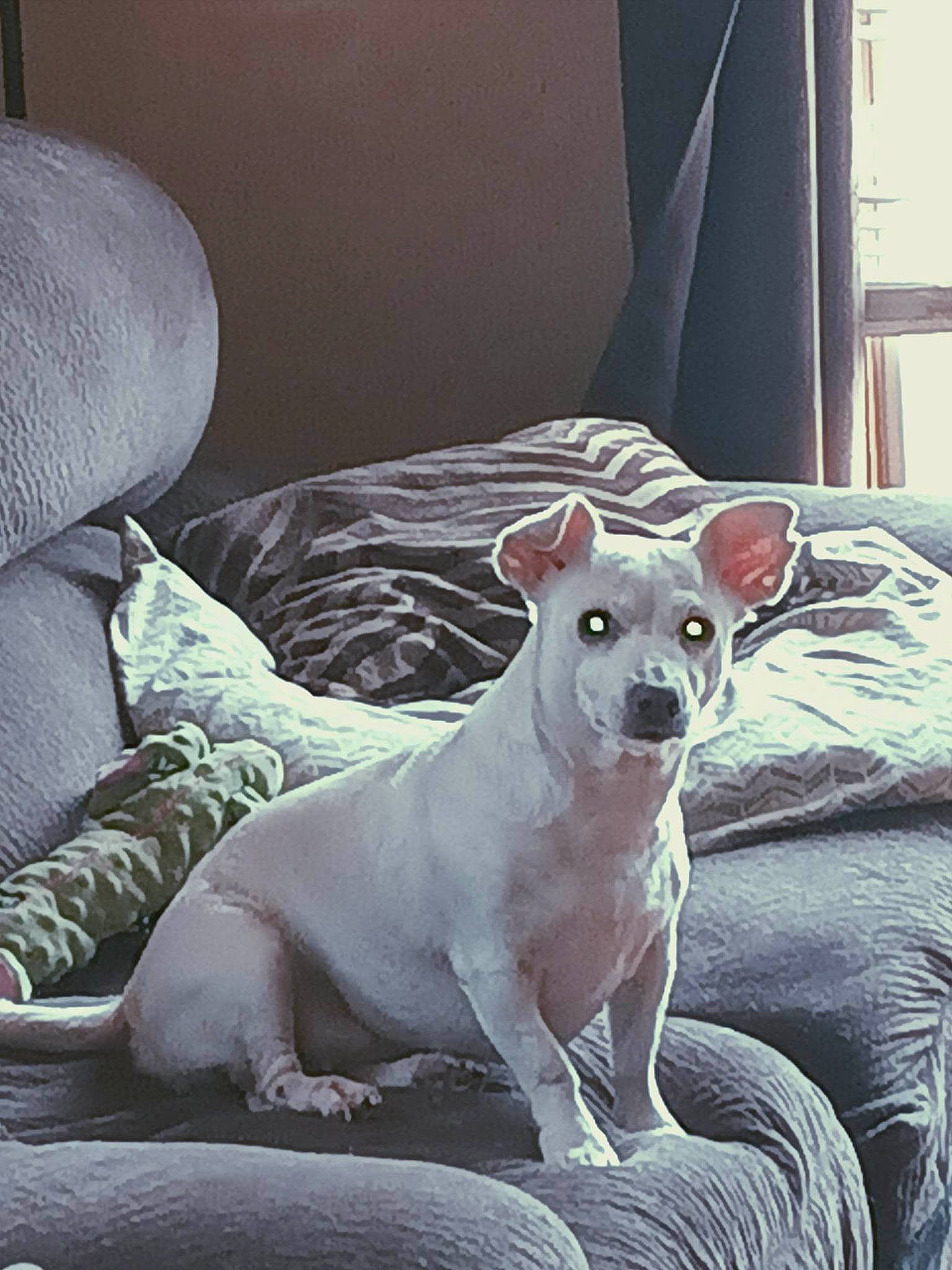 Melisandre joined the competition — help win amazing prizes! canidae, carnivore, comfort, companion_dog, couch, dog, dog_breed, fawn, grey, metal, non_sporting_group, snout, sporting_group, terrestrial_animal, toy_dog, whiskers, working_animal