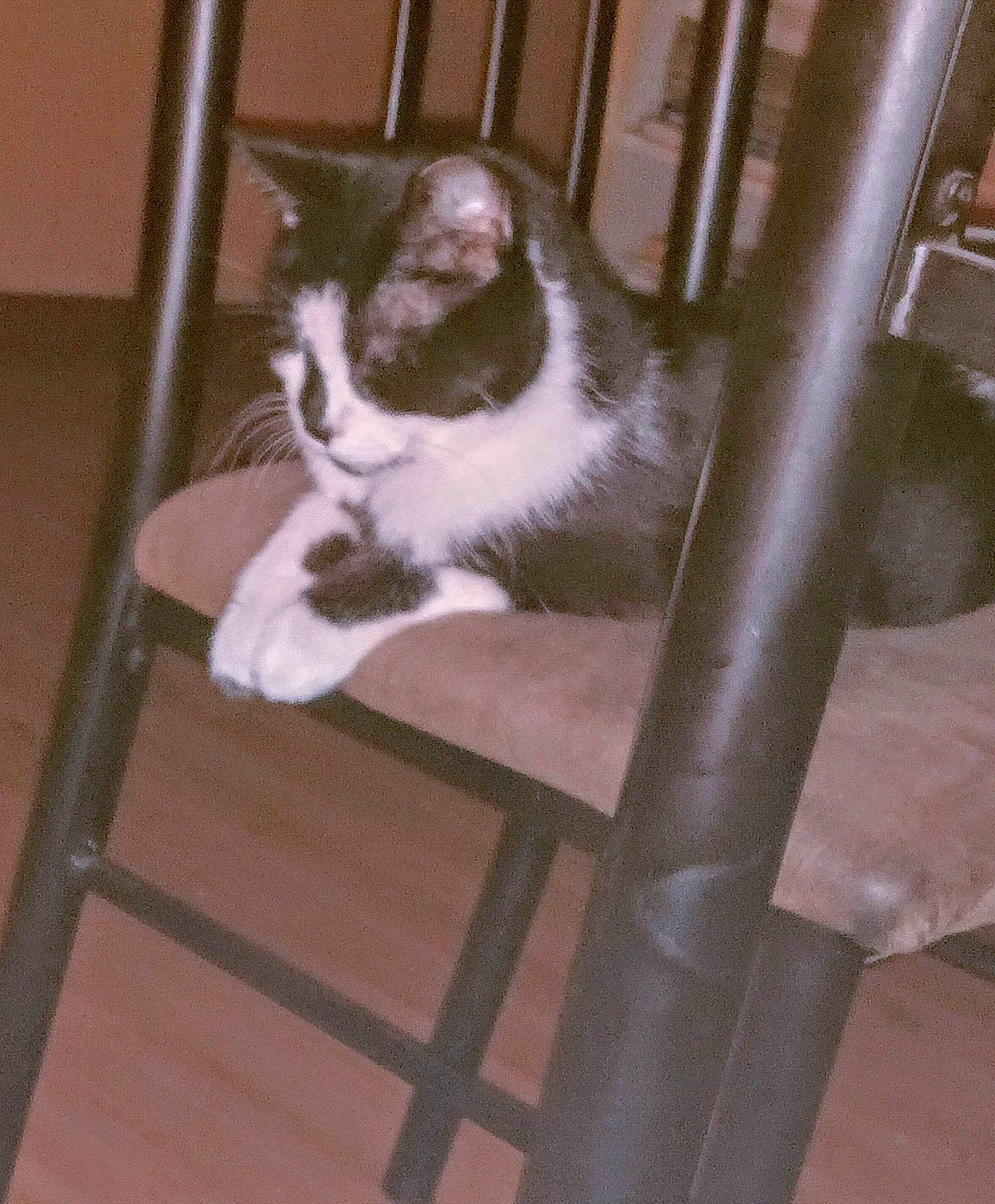 Moo Moo is registered to the contest to win money with this photo: carnivore, cat, chair, comfort, domestic_short_haired_cat, eye, felidae, fur, hardwood, monochrome_photography, room, sitting, small_to_medium_sized_cats, stairs, tail, whiskers, window, wood