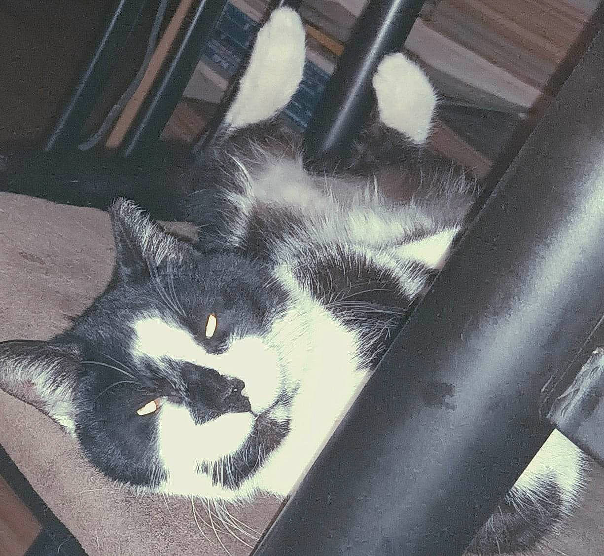 Moo Moo is registered to the contest to win money with this photo: auto_part, automotive_design, automotive_exterior, box, carnivore, cat, cloud, comfort, domestic_short_haired_cat, felidae, fur, metal, monochrome_photography, small_to_medium_sized_cats, square, tail, tints_and_shades, vehicle_door, whiskers, windshield