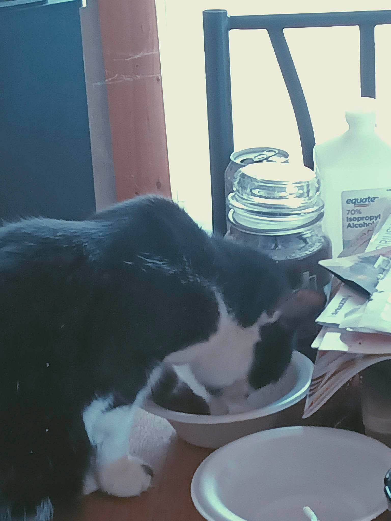 Moo Moo joined the competition — help win amazing prizes! bottle, carnivore, cat, cat_supply, drinking_water, drinkware, felidae, fluid, fur, gas, liquid, photograph, plastic_bottle, serveware, small_to_medium_sized_cats, snapshot, tail, water_bottle, whiskers, window