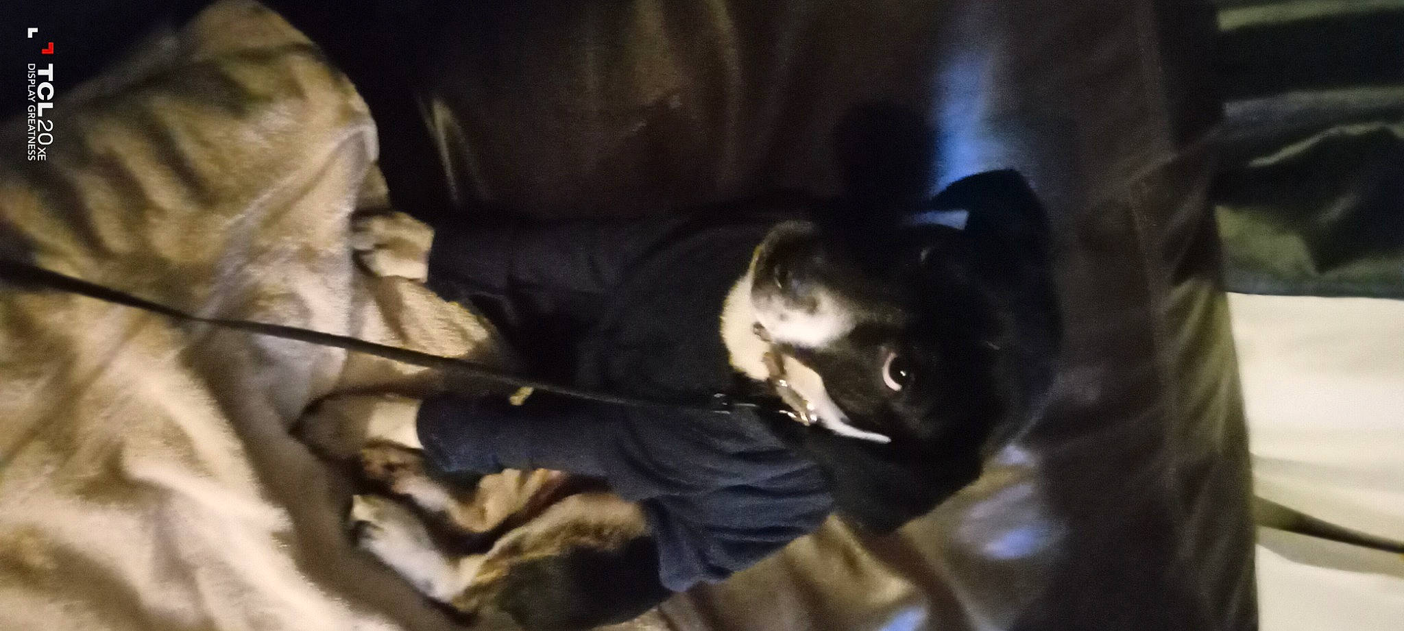 Rose joined the competition — help win amazing prizes! canidae, carnivore, cat, comfort, companion_dog, darkness, dog_breed, felidae, fur, non_sporting_group, small_to_medium_sized_cats, sporting_group, tail, terrestrial_animal, tree, whiskers