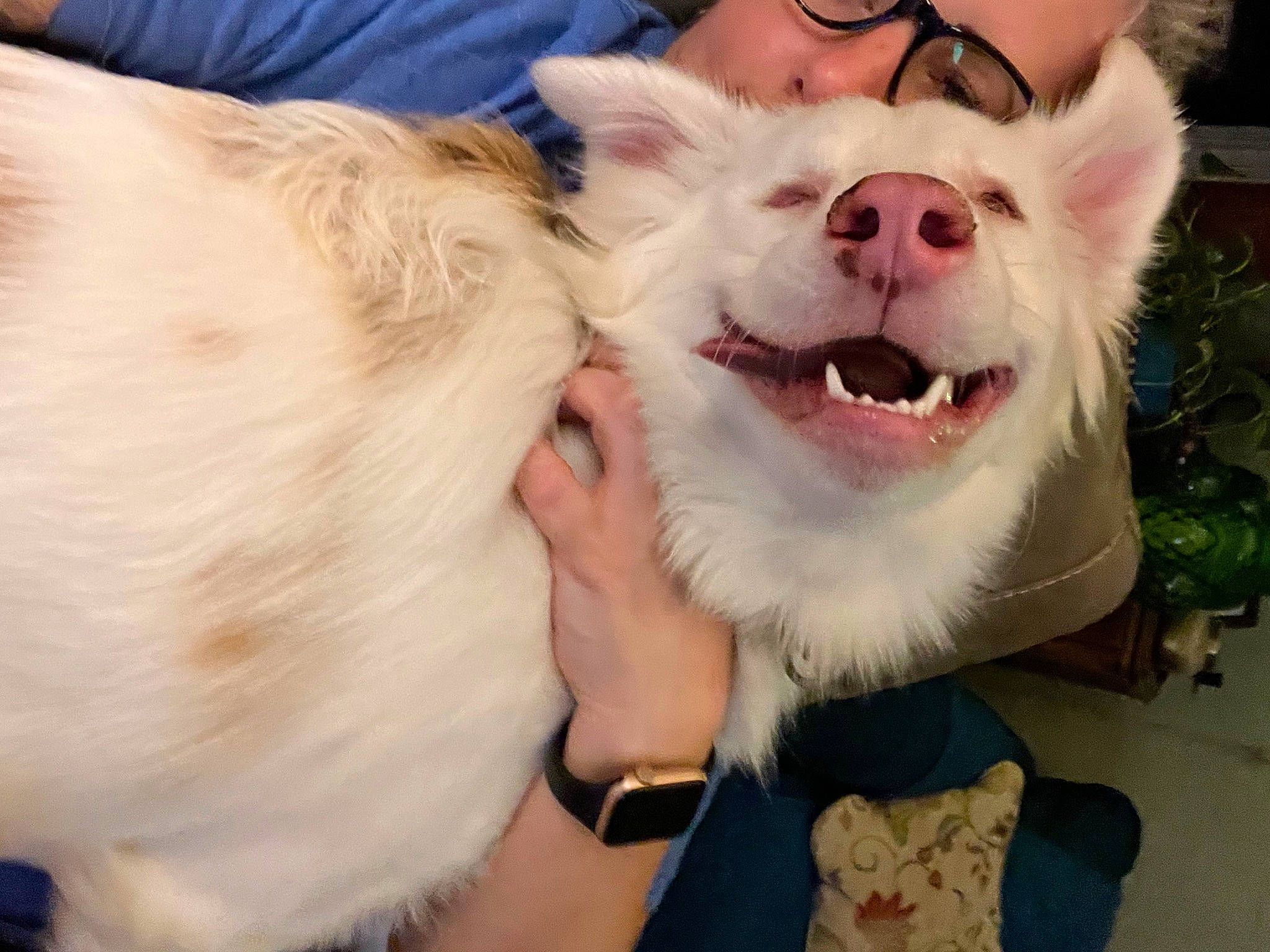 Maybell is registered to the contest to win money with this photo: carnivore, companion_dog, dog, dog_breed, eyewear, fang, fawn, flowerpot, fun, fur, gesture, happy, herding_dog, selfie, smile, snout, spitz, sporting_group, watch, whiskers