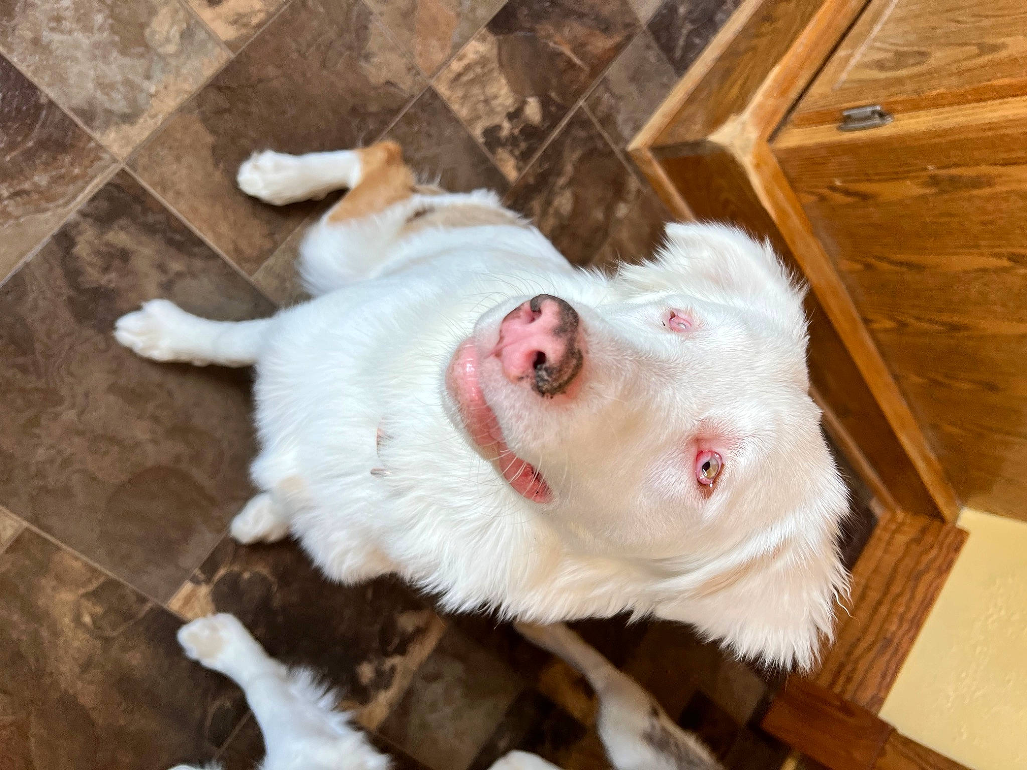 Maybell joined the competition — help win amazing prizes! canidae, carnivore, companion_dog, dog, dog_breed, ear, fawn, flooring, fur, hardwood, jaw, natural_material, plank, snout, sporting_group, varnish, whiskers, wood, wood_stain, working_animal