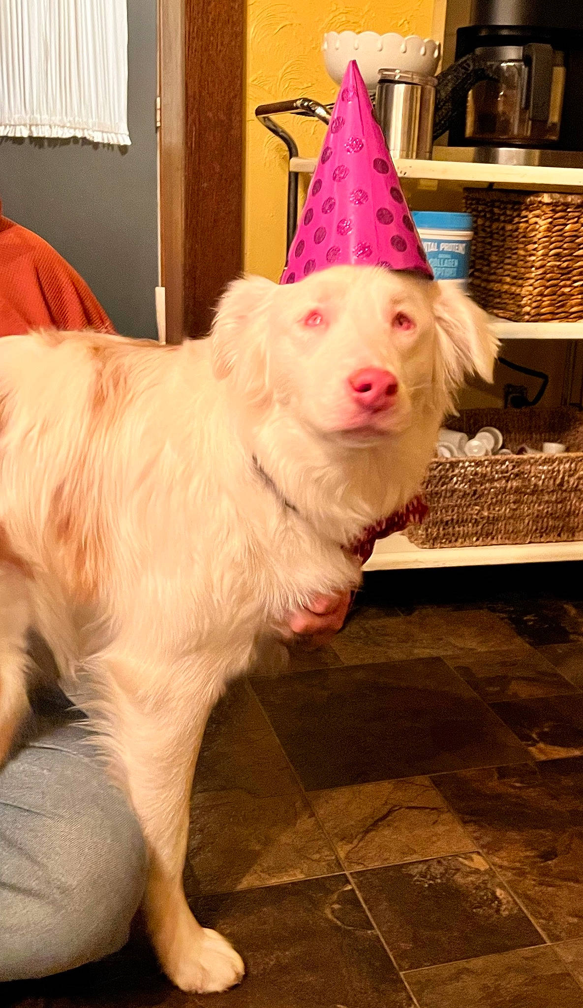 Maybell joined the competition — help win amazing prizes! canidae, cap, carnivore, collar, companion_dog, cone, dog, dog_breed, dog_supply, fang, fashion_accessory, flooring, fur, hat, magenta, party_hat, snout, sporting_group, tail, whiskers