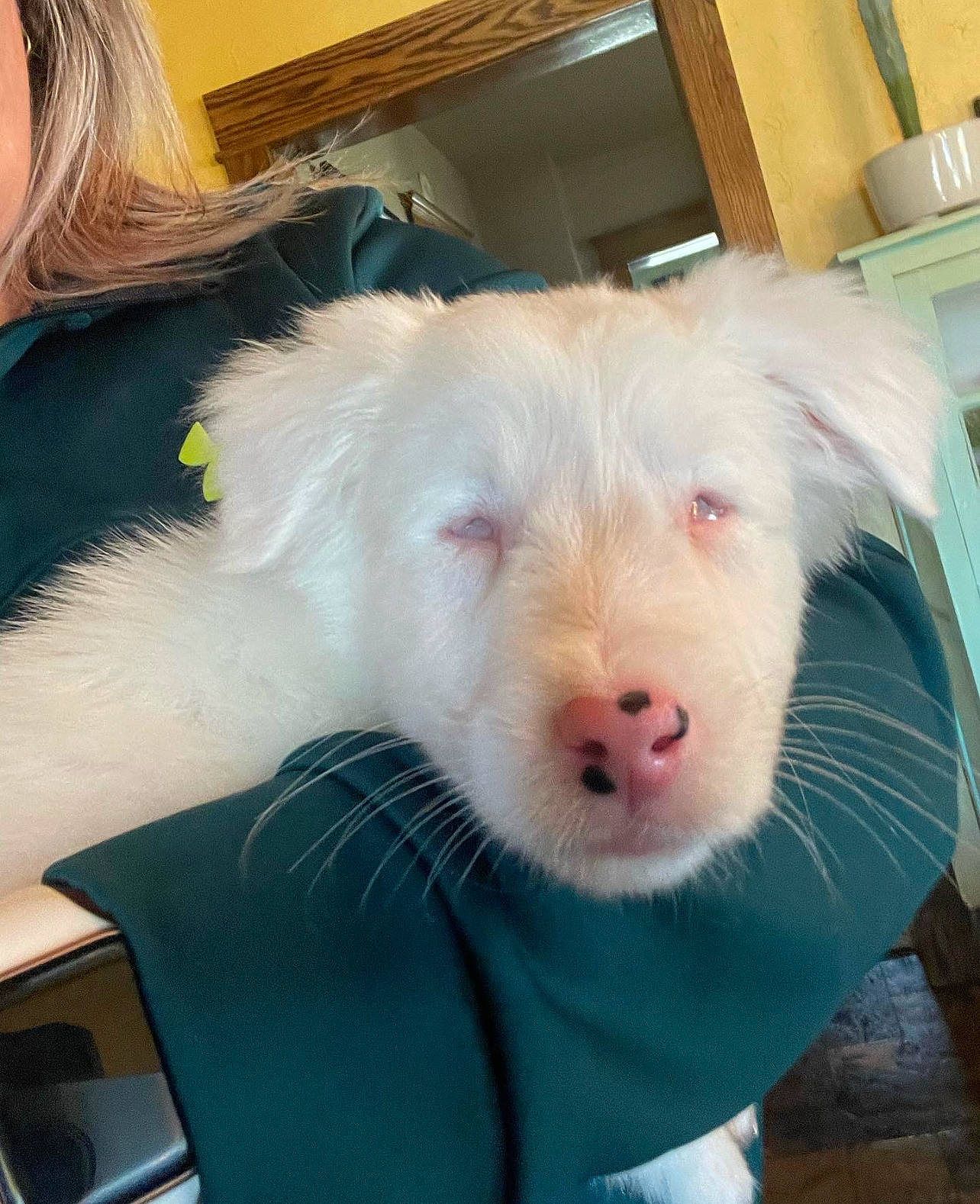 Henry joined the competition — help win amazing prizes! canidae, companion_dog, dog_breed, ear, fun, fur, hair, jaw, livestock, mobile_phone, snout, suidae, terrestrial_animal, whiskers