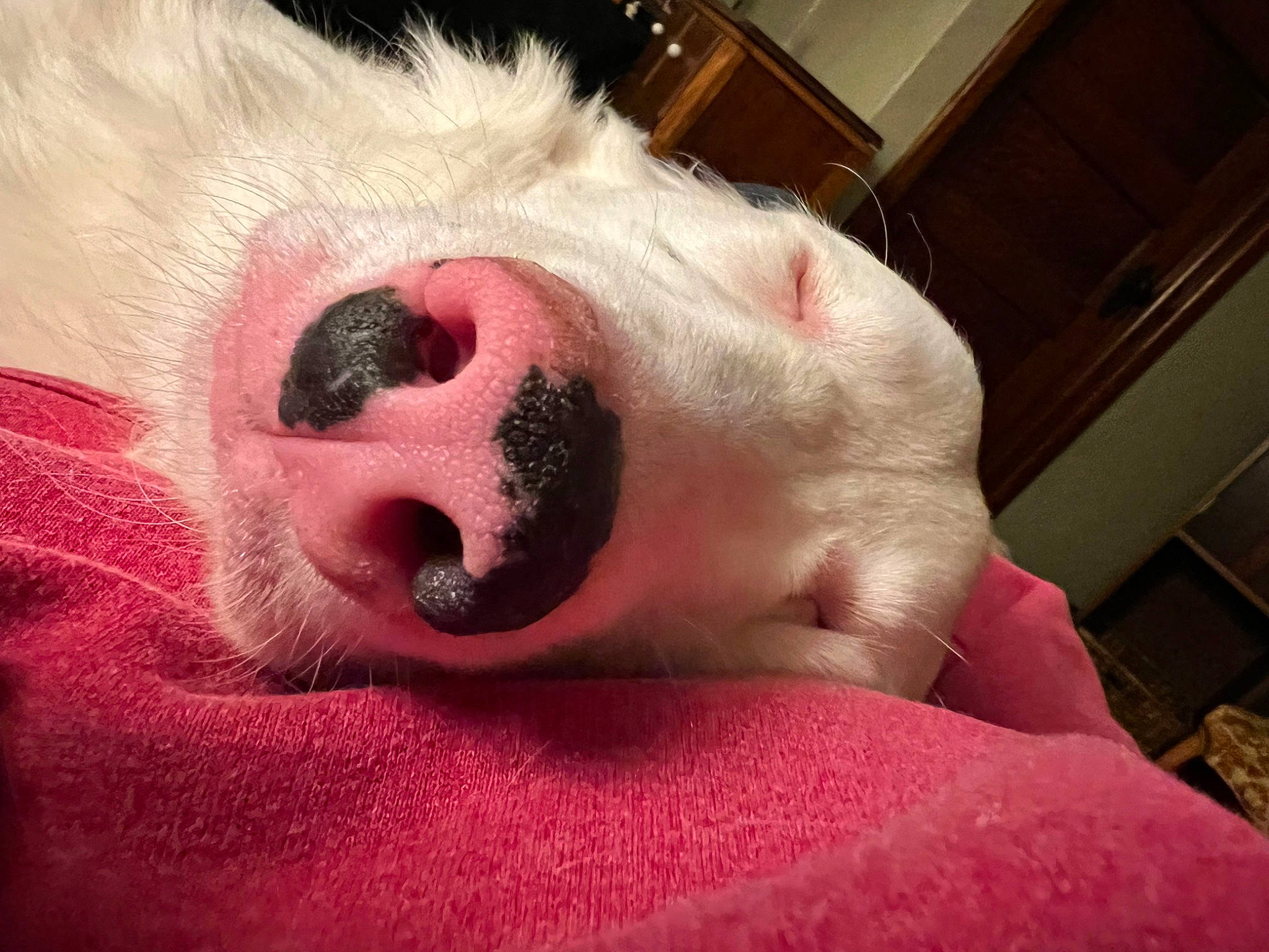 Henry is registered to the contest to win money with this photo: ball, canidae, carnivore, comfort, companion_dog, dog, dog_breed, ear, eye, fawn, foot, fur, nap, paw, snout, sporting_group, toy, whiskers, working_animal, wrinkle