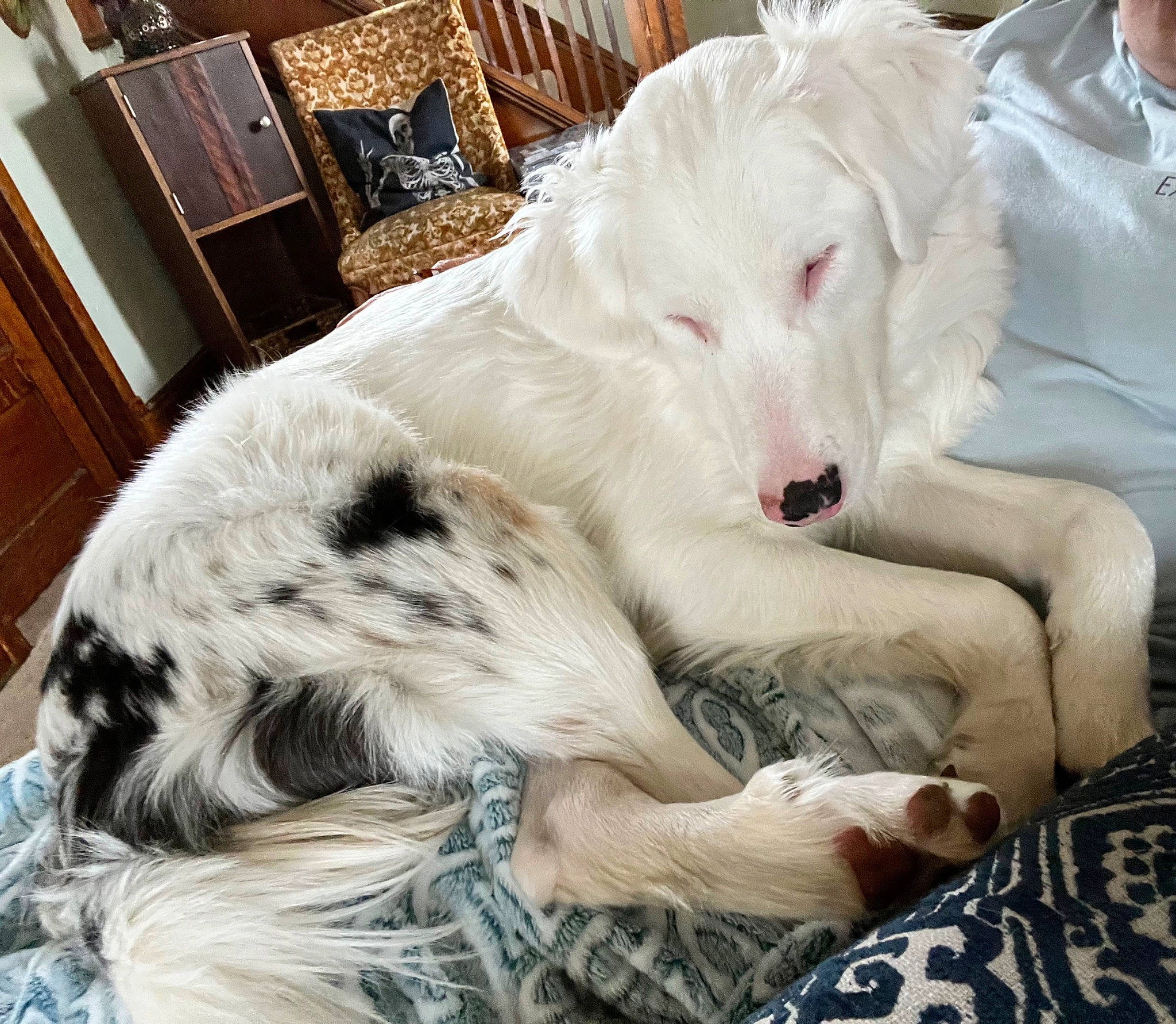 Henry joined the competition — help win amazing prizes! borzoi, canidae, carnivore, comfort, companion_dog, dog, dog_breed, fang, fur, giant_dog_breed, hardwood, sighthound, silken_windhound, sporting_group, terrestrial_animal, working_animal