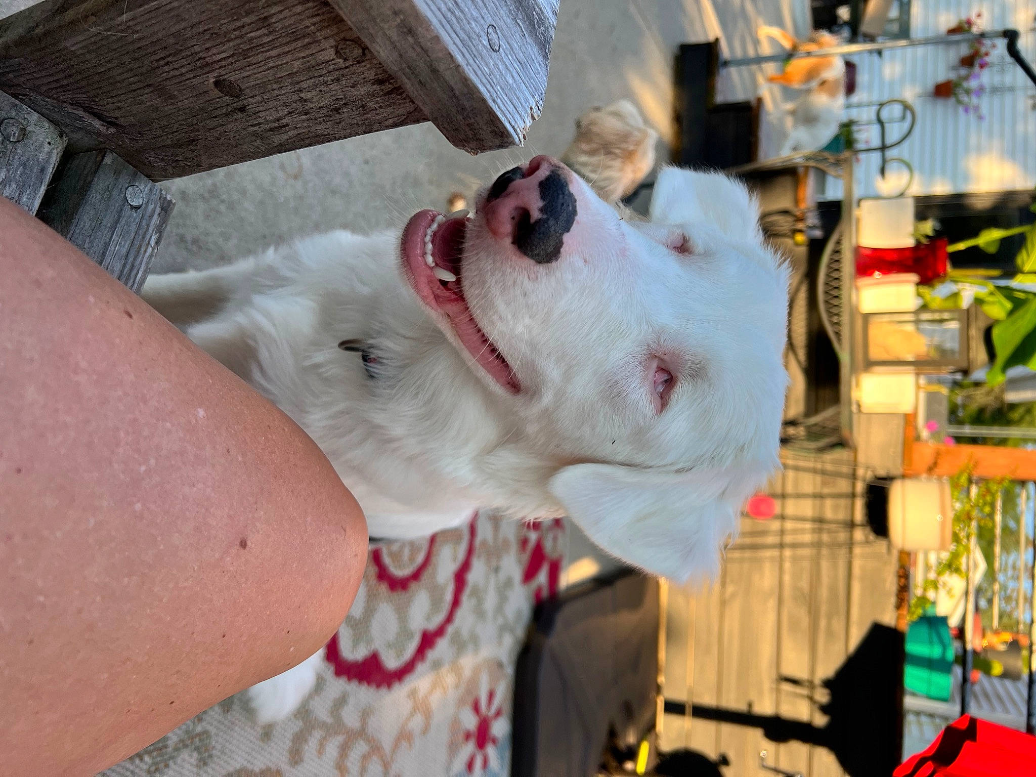 Henry is registered to the contest to win money with this photo: canidae, carnivore, collar, companion_dog, dog, dog_breed, dog_collar, dog_supply, fawn, fur, non_sporting_group, pet_supply, snout, sporting_group, wood, working_animal