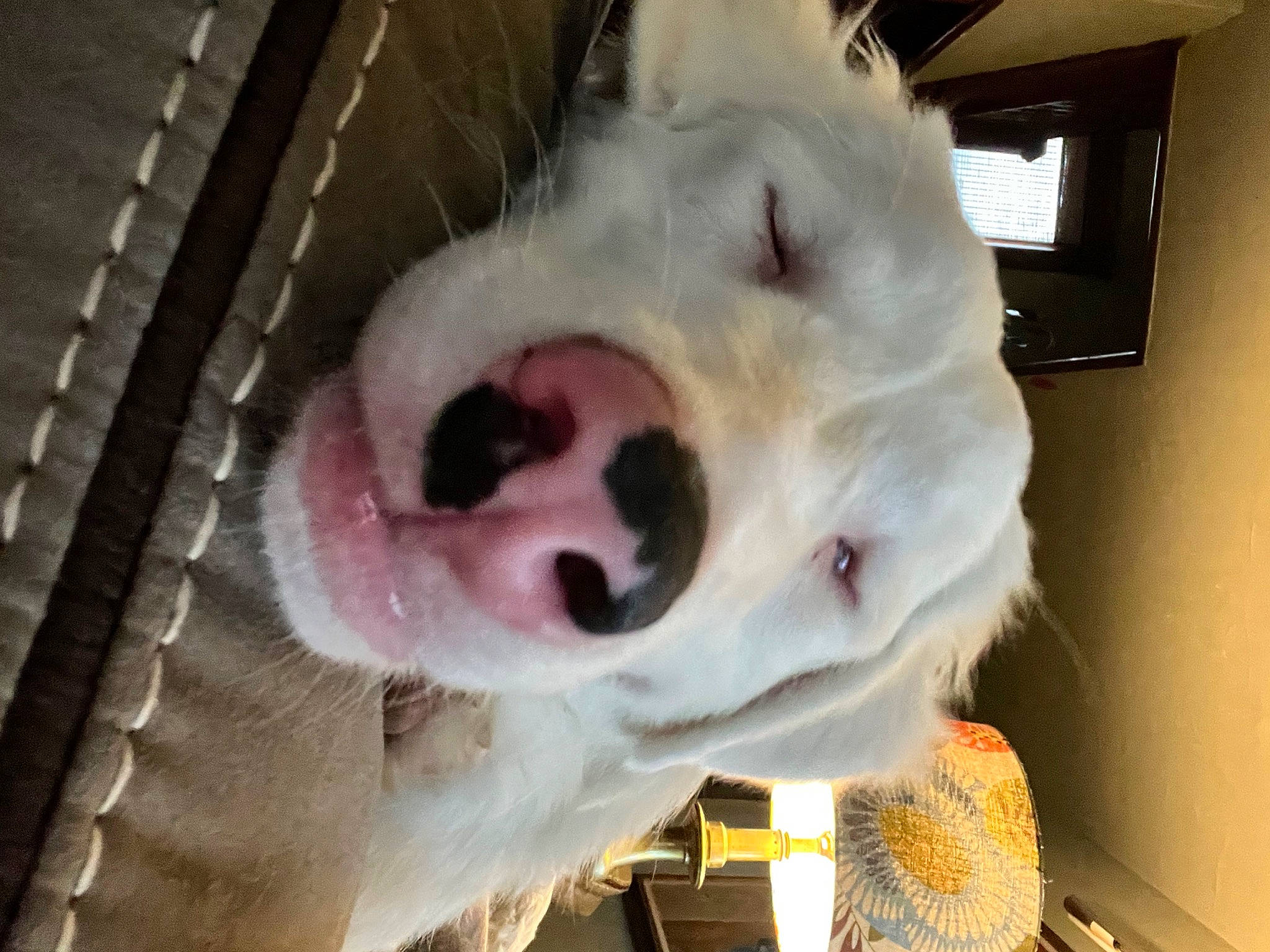 Henry is registered to the contest to win money with this photo: canidae, carnivore, companion_dog, dog, dog_breed, eye, fang, fawn, fur, head, non_sporting_group, nose, room, snout, sporting_group, stuffed_toy, terrestrial_animal, toy, whiskers, working_animal