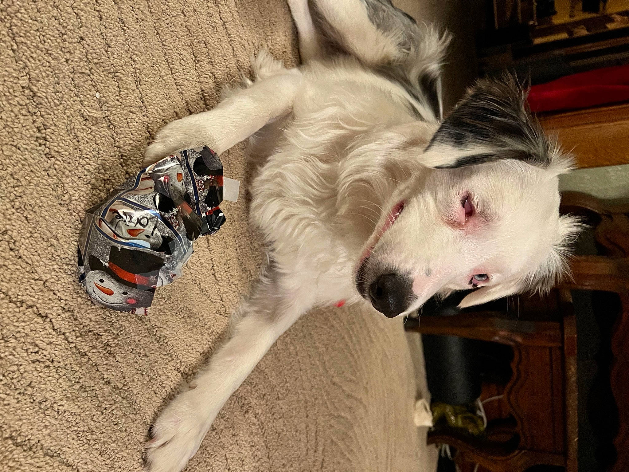 Louie joined the competition — help win amazing prizes! borzoi, canidae, carnivore, collar, companion_dog, dog, dog_breed, fang, fawn, felidae, foot, fur, paw, sighthound, silken_windhound, small_to_medium_sized_cats, snout, sporting_group, tail, whiskers