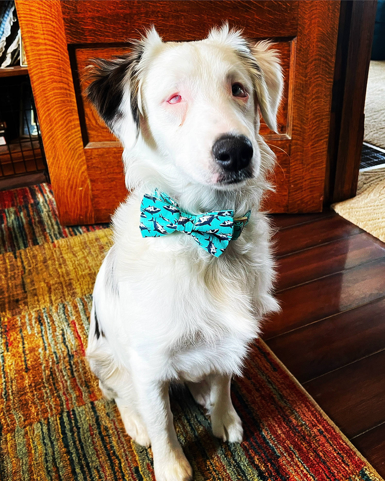 Louie joined the competition — help win amazing prizes! bow_tie, carnivore, collar, companion_dog, dog, dog_breed, dog_collar, dog_supply, fashion_accessory, fawn, flooring, fur, hardwood, leash, plank, snout, sporting_group, toy_dog, wood, working_animal