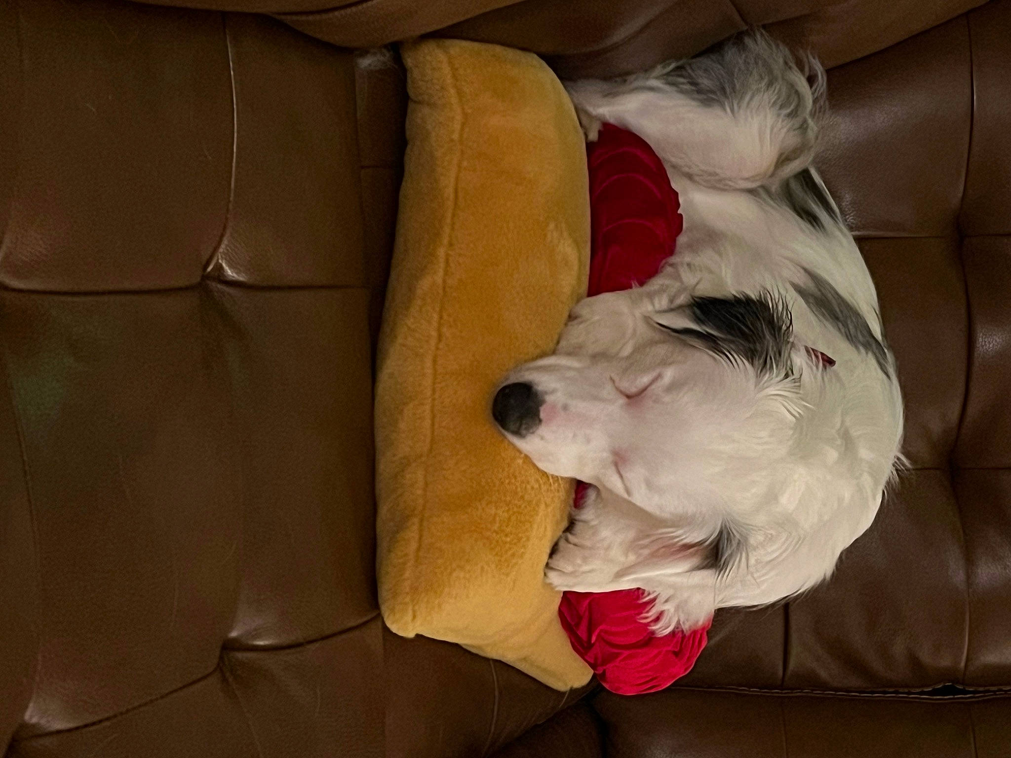 Louie joined the competition — help win amazing prizes! canidae, carnivore, comfort, companion_dog, couch, dog, dog_breed, dog_supply, fawn, felidae, fur, non_sporting_group, recliner, schnauzer, small_terrier, snout, terrier, toy_dog, whiskers, working_animal