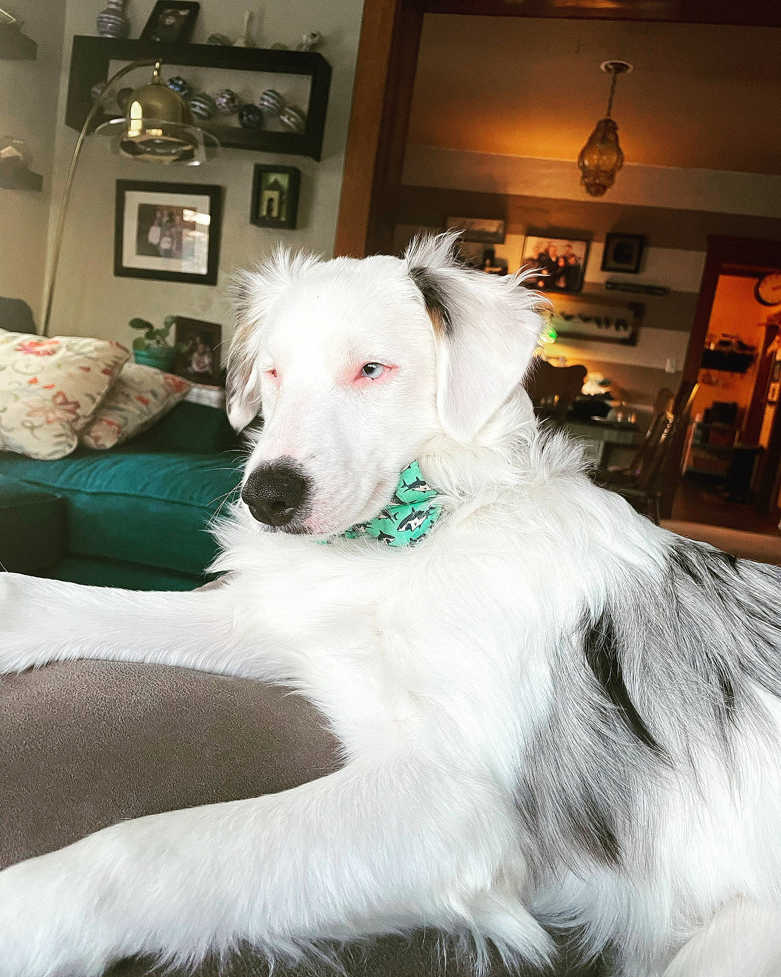 Louie joined the competition — help win amazing prizes! borzoi, canidae, carnivore, chair, comfort, companion_dog, dog, dog_breed, event, fang, fur, lamp, non_sporting_group, picture_frame, sighthound, sporting_group, terrier, whiskers, window, working_animal