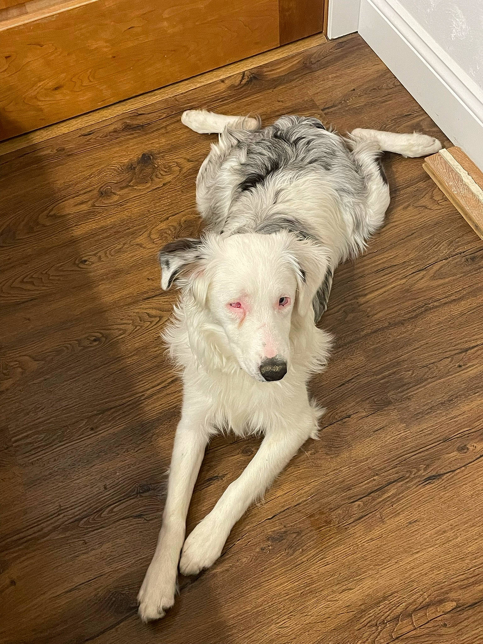 Louie is registered to the contest to win money with this photo: borzoi, canidae, carnivore, companion_dog, dog, dog_breed, fawn, floor, flooring, fur, hardwood, laminate_flooring, plank, plywood, tail, varnish, wood, wood_flooring, wood_stain, working_animal