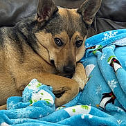Rocky is registered to the contest to win money with this photo: dog, blanket, penguin_pattern, blue_blanket, couch, indoor, pet, fur, ears, snuggling, cozy, winter_theme, animal, relaxed, comfort, brown_fur, black_fur, face, paw, home