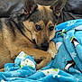 dog, blanket, penguin_pattern, blue_blanket, couch, indoor, pet, fur, ears, snuggling, cozy, winter_theme, animal, relaxed, comfort, brown_fur, black_fur, face, paw, home