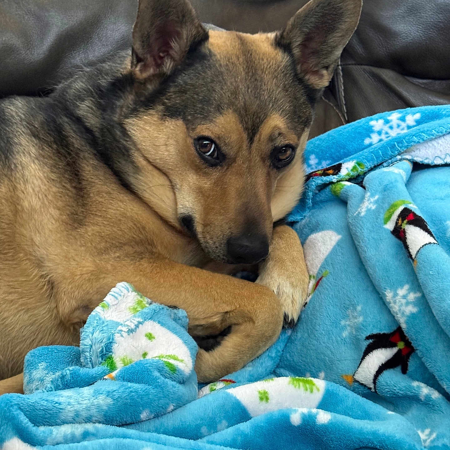 Rocky is registered to the contest to win money with this photo: animal, black_fur, blanket, blue_blanket, brown_fur, comfort, couch, cozy, dog, ears, face, fur, home, indoor, paw, penguin_pattern, pet, relaxed, snuggling, winter_theme