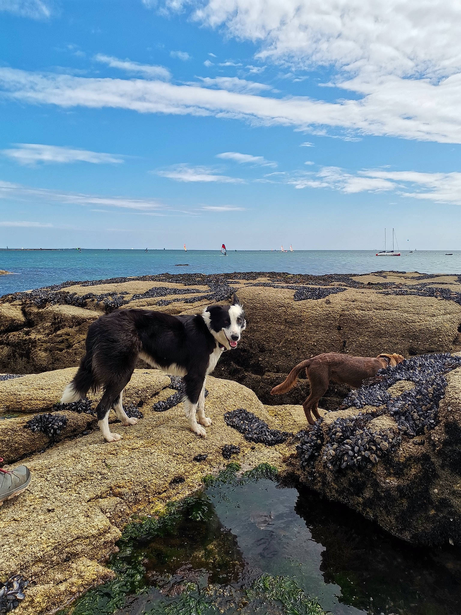 Indiana participe au concours pour gagner de l'argent avec cette photo : beach, canidae, carnivore, cloud, coast, coastal_and_oceanic_landforms, dog, dog_breed, headland, horizon, lake, landscape, ocean, reservoir, rock, sky, sporting_group, water, wind_wave, working_animal