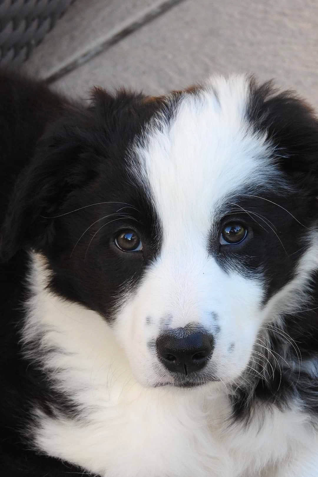 Indiana participe au concours pour gagner de l'argent avec cette photo : australian_collie, border_collie, bored, canidae, carnivore, companion_dog, dog, dog_breed, fur, herding_dog, mcnab, snout, sporting_group, terrestrial_animal, whiskers, working_animal, working_dog