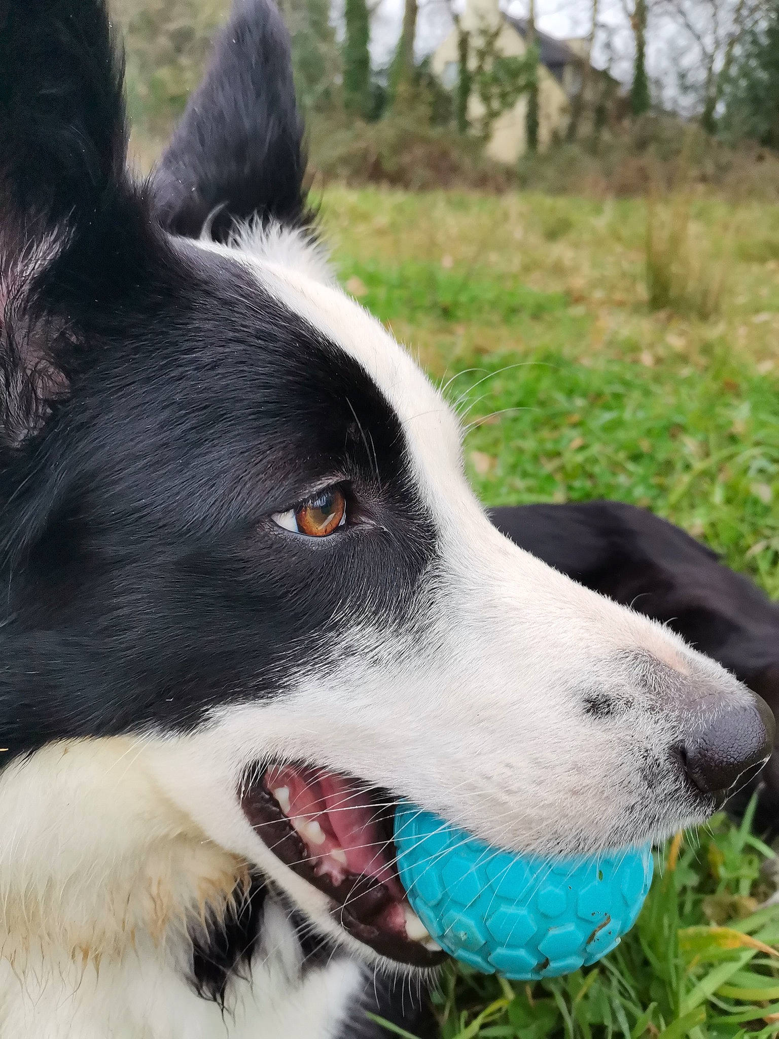Indiana participe au concours pour gagner de l'argent avec cette photo : ancient_dog_breeds, canidae, carnivore, collar, companion_dog, dog, dog_breed, dog_collar, fur, grass, herding_dog, non_sporting_group, plant, siberian_husky, snout, sporting_group, tree, whiskers, working_animal, working_dog