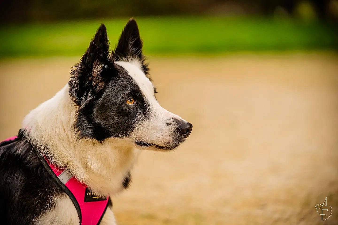 Indiana participe au concours pour gagner de l'argent avec cette photo : ancient_dog_breeds, canidae, carnivore, collar, companion_dog, dog, dog_breed, dog_collar, dog_supply, fur, grass, herding_dog, non_sporting_group, sporting_group, tail, terrestrial_animal, whiskers, working_animal, working_dog