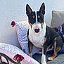 animal, bench, bull_terrier, companion, cushion, dog, domestic_animal, ears, fur, looking_at_camera, outdoor, pattern, paw, pet, pillow, relaxed, sitting, snout, tassel, white_wall