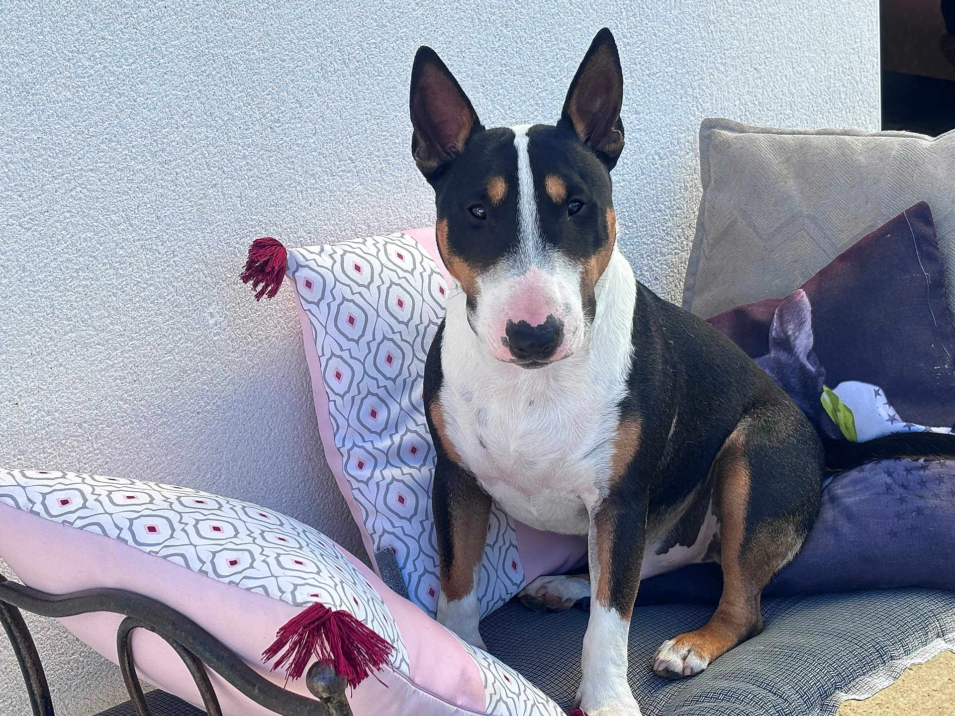 Victym participe au concours pour gagner de l'argent avec cette photo : bull_terrier, dog, pet, animal, outdoor, bench, cushion, pillow, tassel, pattern, white_wall, fur, ears, snout, paw, sitting, looking_at_camera, domestic_animal, companion, relaxed