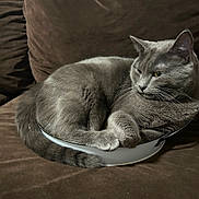 Denin joined the competition — help win amazing prizes! cat, gray_cat, pet, animal, feline, short_hair, lounging, lying_down, relaxed, alert, green_eyes, whiskers, ears, tail, pet_bed, indoor, couch, blanket, close_up, portrait