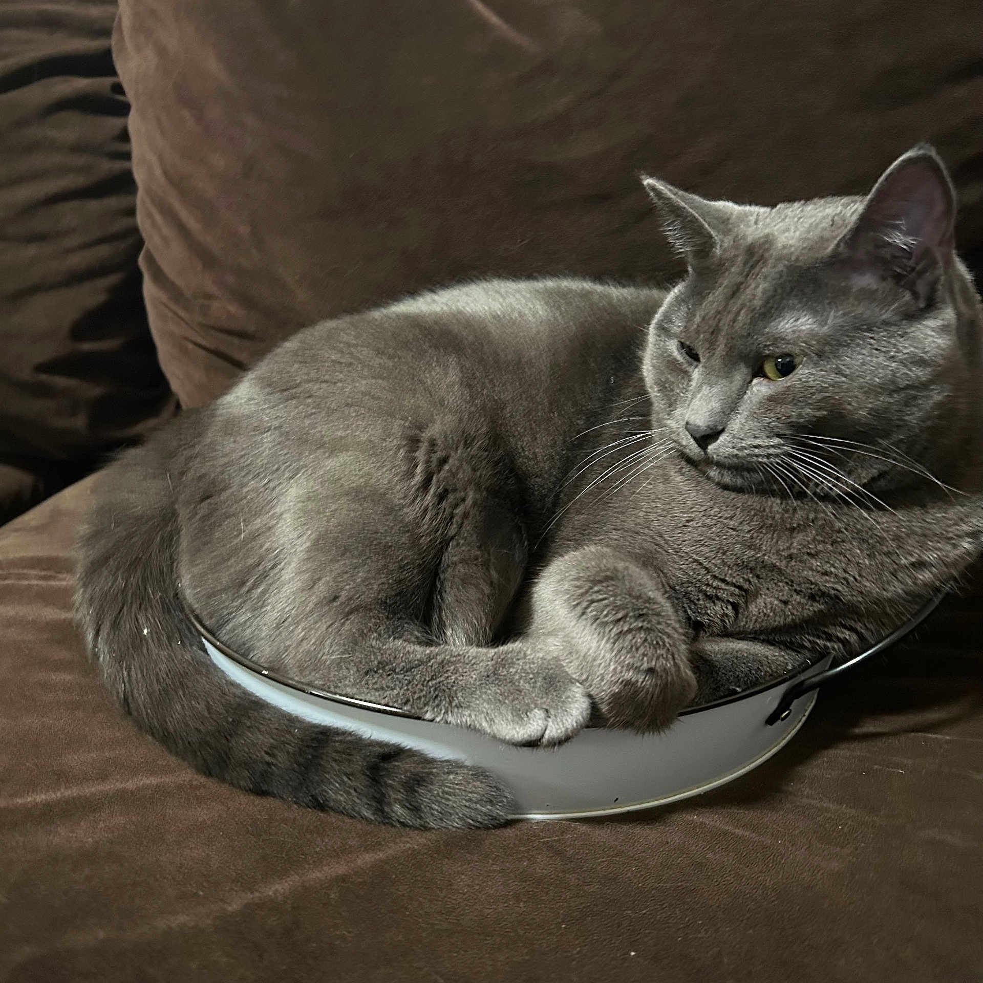 Denin joined the competition — help win amazing prizes! cat, gray_cat, pet, animal, feline, short_hair, lounging, lying_down, relaxed, alert, green_eyes, whiskers, ears, tail, pet_bed, indoor, couch, blanket, close_up, portrait