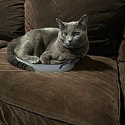 Denim joined the competition — help win amazing prizes! cat, gray_cat, feline, pet, animal, indoor, couch, brown_couch, pan, metal_pan, relaxed, resting, fur, whiskers, ears, tail, domestic_cat, cute, cozy, household