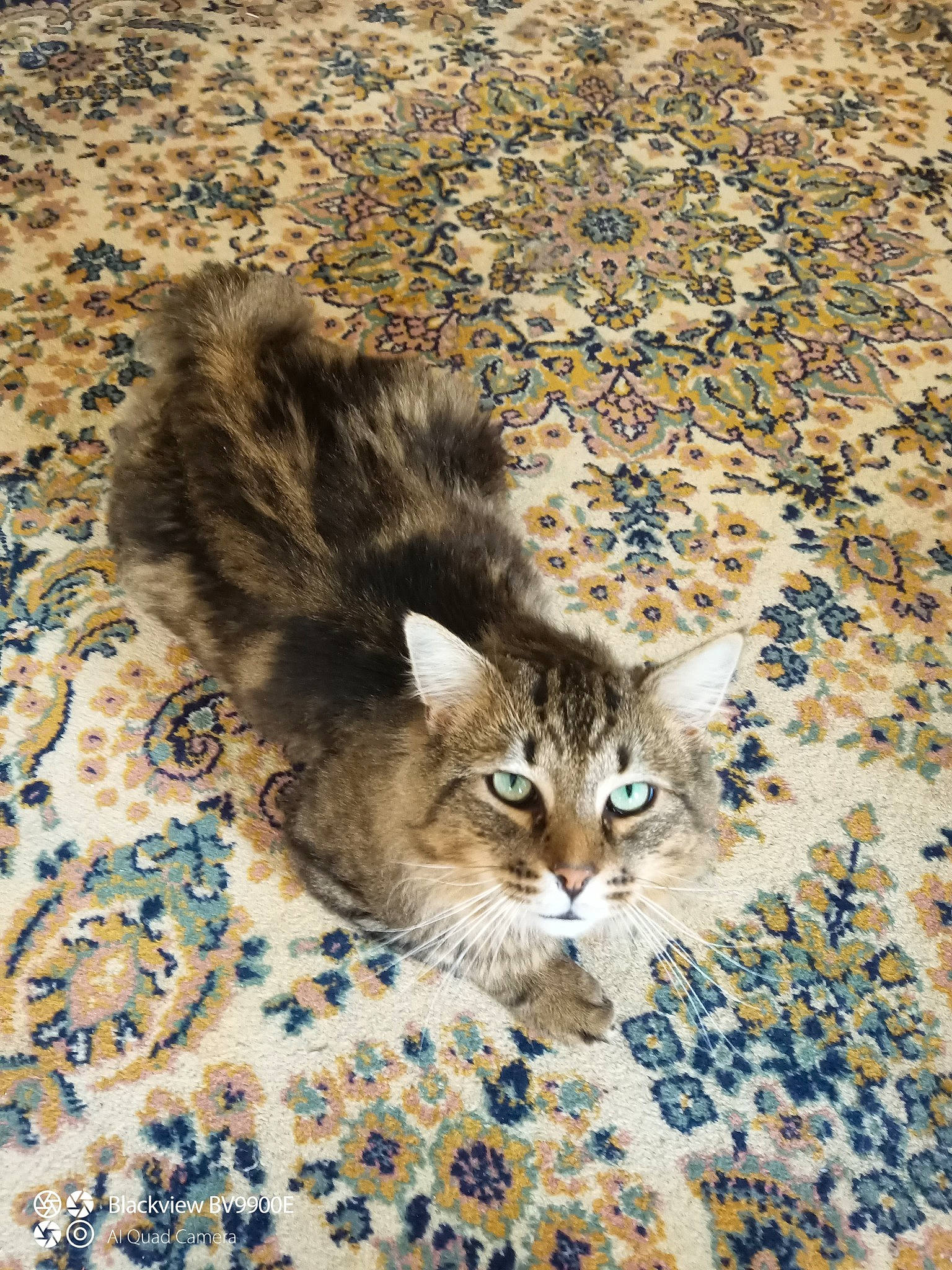 Aston participe au concours pour gagner de l'argent avec cette photo : carnivore, cat, claw, domestic_short_haired_cat, fawn, felidae, fur, pattern, paw, shadow, small_to_medium_sized_cats, snout, tail, terrestrial_animal, whiskers, wildlife