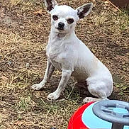 Pep'S participe au concours pour gagner de l'argent avec cette photo : dog, chihuahua, toy_car, outdoor, grass, pet, small_dog, animal, white_dog, play, childrens_toy, summer, cute, ears, sitting, nature, ground, daylight, companion, watching