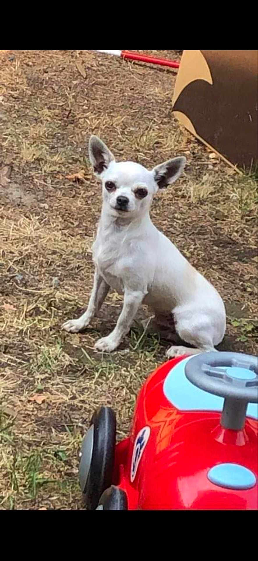 Pep'S participe au concours pour gagner de l'argent avec cette photo : dog, chihuahua, toy_car, outdoor, grass, pet, small_dog, animal, white_dog, play, childrens_toy, summer, cute, ears, sitting, nature, ground, daylight, companion, watching