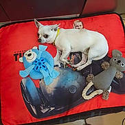 Ludivine Lefelle participe au concours pour gagner de l'argent avec cette photo : animal, blue_toy, cozy, cute, dog, dog_bed, floor, gray_toy, indoor, lying_down, pet, plush_toy, red_bed, resting, small_dog, stuffed_animal, tile_floor, toy, white_dog, yellow_collar
