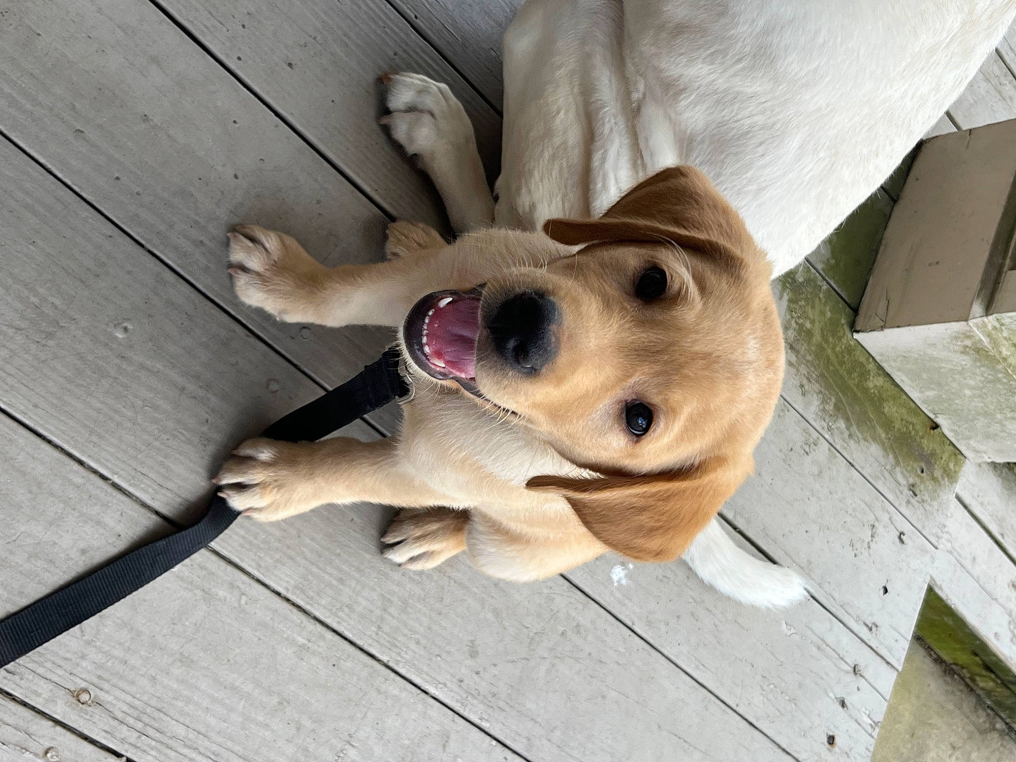 Hunter is registered to the contest to win money with this photo: canidae, carnivore, collar, companion_dog, dog, dog_breed, dog_collar, dog_supply, eyewear, fawn, flooring, hardwood, leash, paw, pet_supply, plank, selfie, smile, wood, working_animal