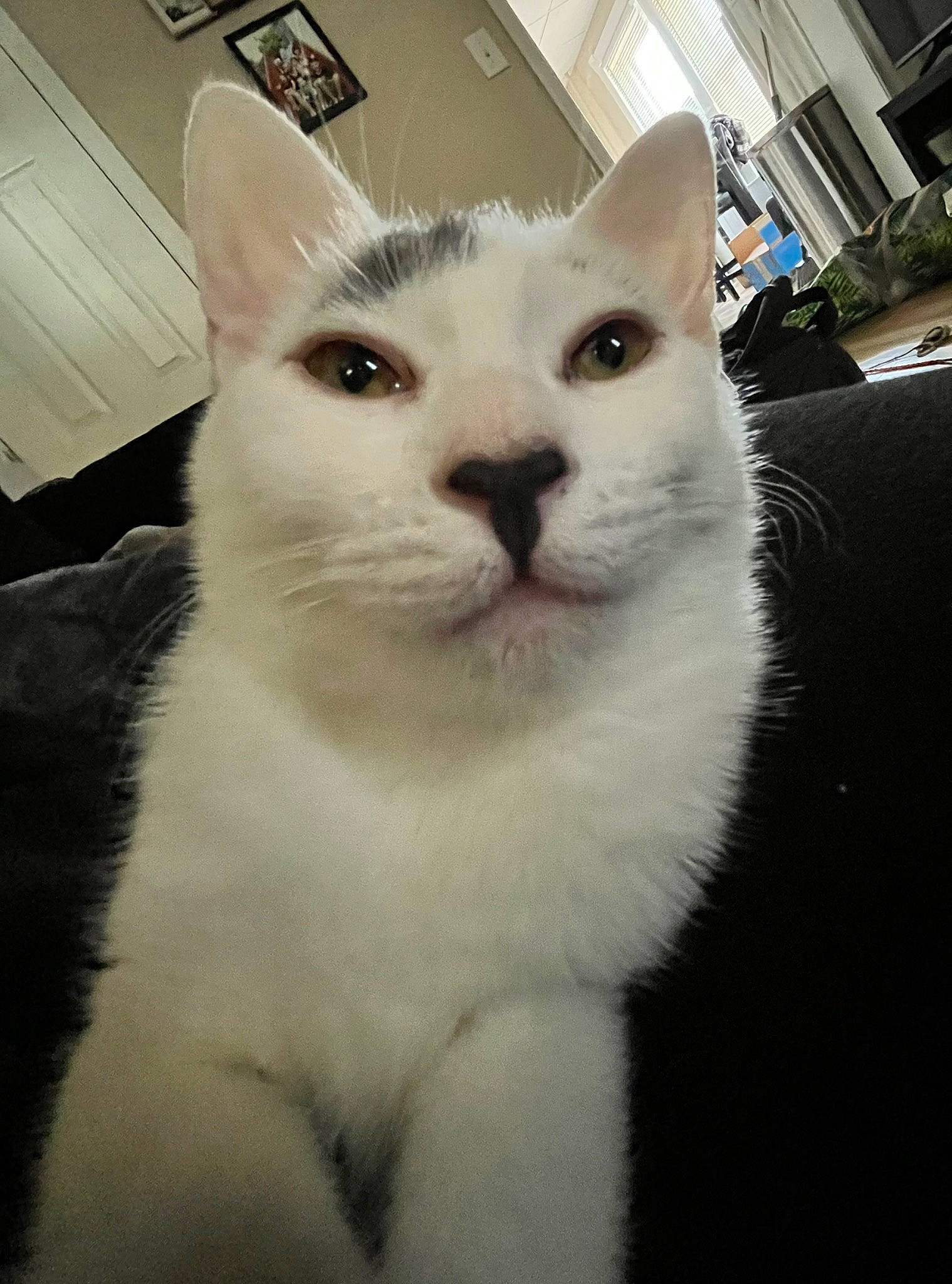 Eleven is registered to the contest to win money with this photo: carnivore, cat, domestic_short_haired_cat, felidae, fur, small_to_medium_sized_cats, snout, whiskers, window