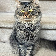 Rafa is registered to the contest to win money with this photo: cat, tabby, fluffy, stairs, carpeted, sitting, pet, animal, feline, whiskers, ears, yellow_eyes, fur, portrait, indoor, closeup, cute, domestic_cat, mammal, focused