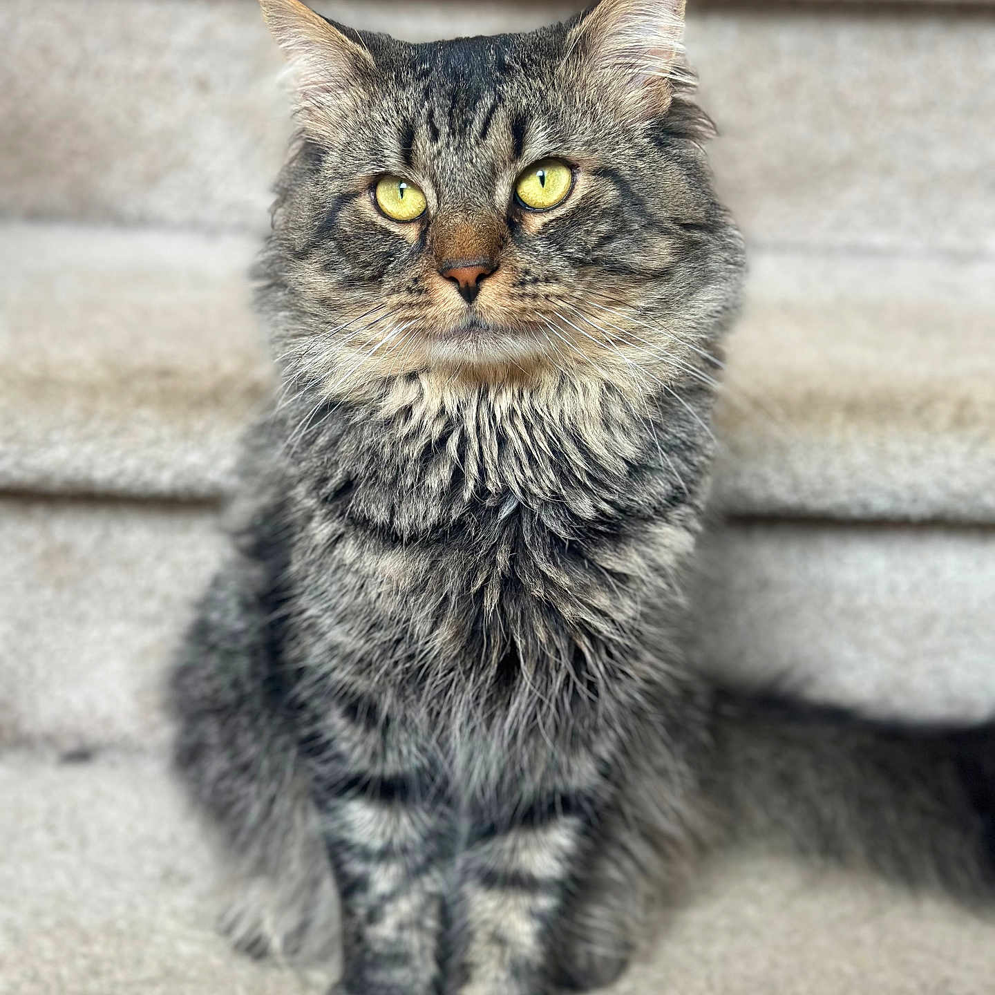 Rafa is registered to the contest to win money with this photo: animal, carpeted, cat, closeup, cute, domestic_cat, ears, feline, fluffy, focused, fur, indoor, mammal, pet, portrait, sitting, stairs, tabby, whiskers, yellow_eyes