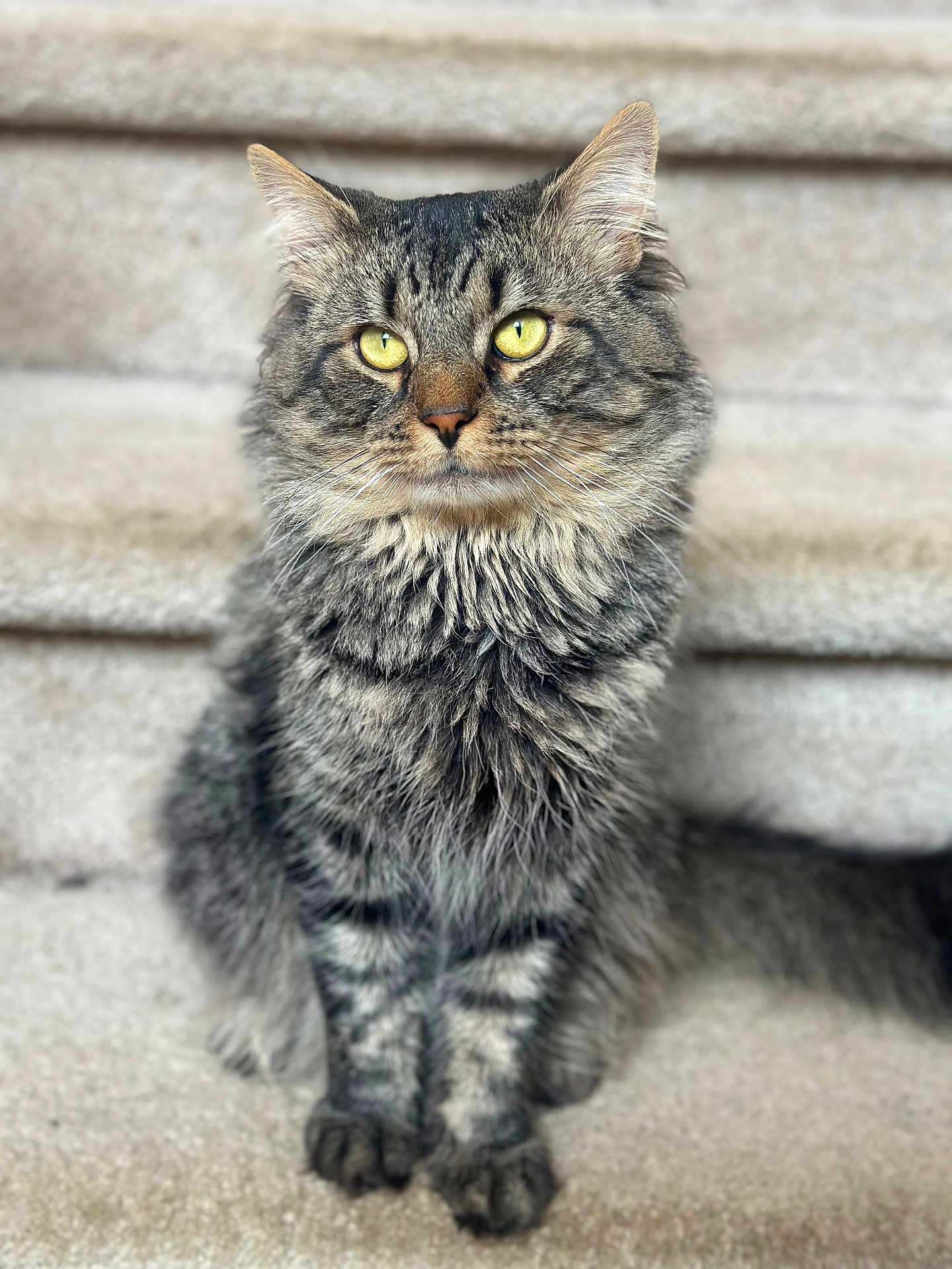 Rafa is registered to the contest to win money with this photo: cat, tabby, fluffy, stairs, carpeted, sitting, pet, animal, feline, whiskers, ears, yellow_eyes, fur, portrait, indoor, closeup, cute, domestic_cat, mammal, focused