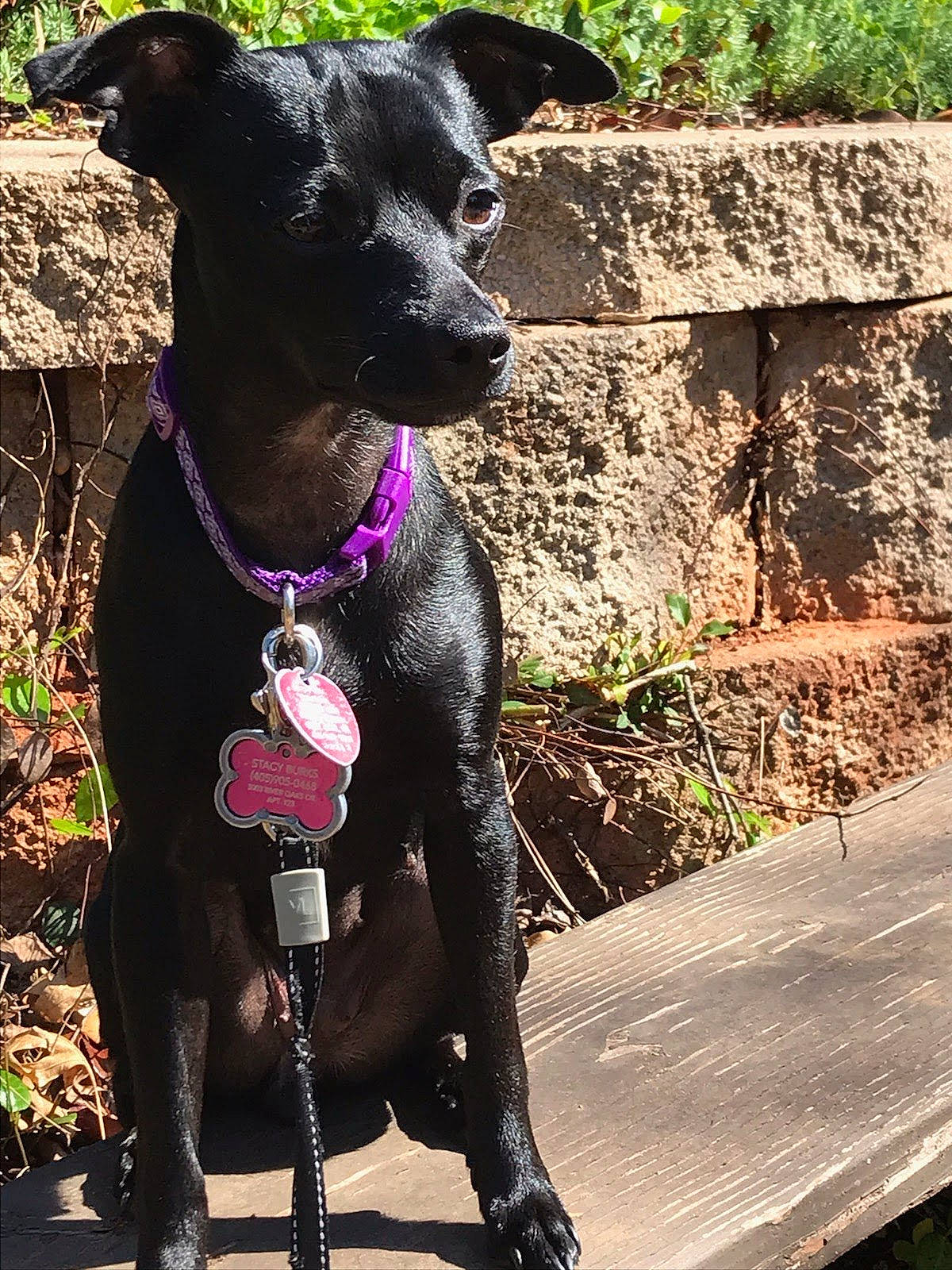 Luna joined the competition — help win amazing prizes! canidae, carnivore, collar, companion_dog, dog, dog_breed, dog_collar, dog_supply, fashion_accessory, fawn, hunting_dog, leash, magenta, pet_supply, plant, snout, sporting_group, tail, terrestrial_animal, working_animal