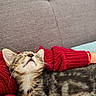 kitten, cat, tabby, pet, sleeping, cozy, red_sweater, knitted, couch, furniture, indoor, relaxing, cute, whiskers, paw, fur, comfort, rest, animal, domestic