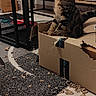 cat, tabby, cardboard_box, chewed_box, living_room, rug, wooden_floor, table, plant, electronics, furniture, indoor, pet, curious, sitting, home, messy, cozy, domestic, playful