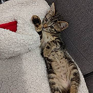Anya participe au concours pour gagner de l'argent avec cette photo : kitten, cat, tabby, fleece_blanket, cozy, paws, lying_down, indoor, pet, fur, cute, animal, relaxed, couch, blanket, resting, young, striped, whiskers, ears