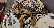 Anya a rejoint le concours — aidez-le/la à gagner de superbes lots ! cat, tabby, sleeping, blanket, patterned_blanket, paw, couch, indoor, cozy, resting, feline, pet, striped, relaxation, fur, animal, cute, comfort, domestic_cat, napping