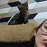 cat, kitten, person, glasses, sweater, couch, furniture, indoor, wall, pattern, geometric_pattern, brown, gray, black, white, curious, pet, face, head, closeup